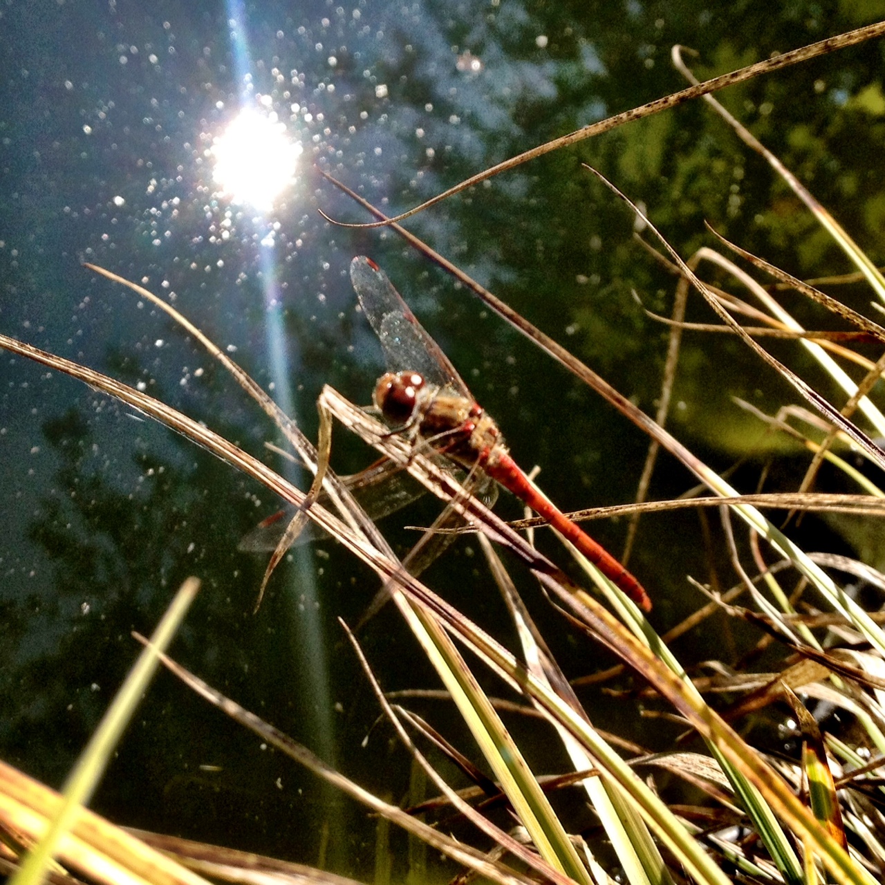 Libelle