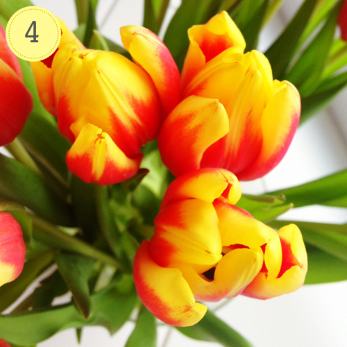 Bild 4 Ein bisschen Frühling dank Tulpen