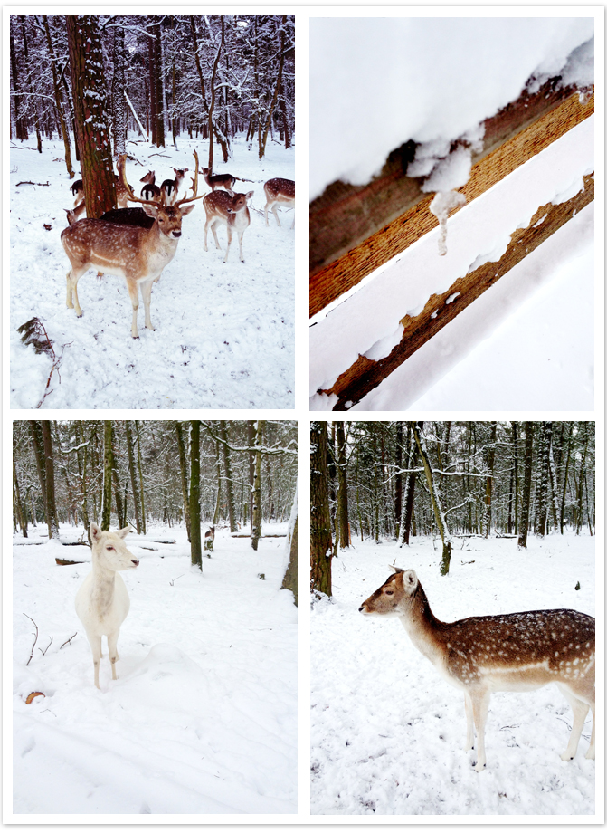 Winterweekend Bambi im Schnee