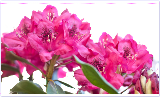 Rhododendron Titel