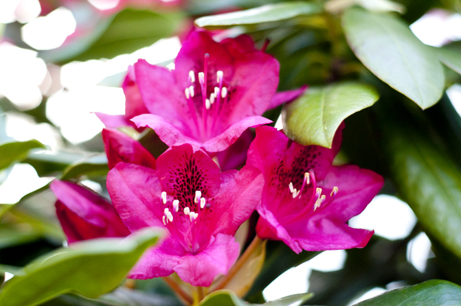 Rhododendron pink