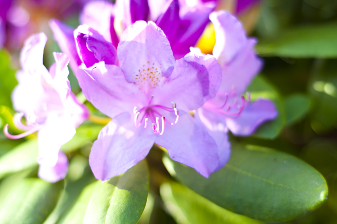 Rhododendron lila