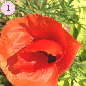 FFF 1: Roter Mohn