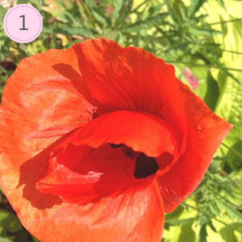 FFF 1: Roter Mohn