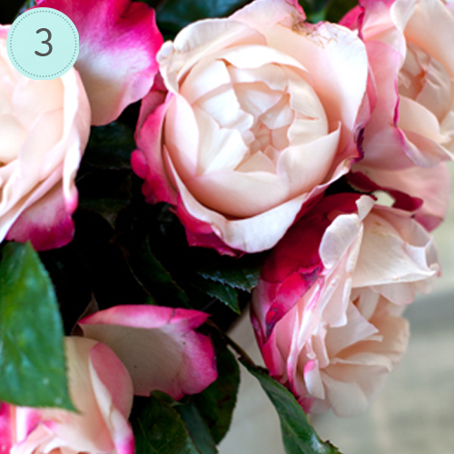FFF 3: Rosen für Inga