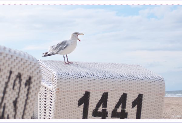 Strandkorb mit Möwe auf Sylt