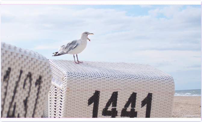 Strandkorb mit Möwe auf Sylt