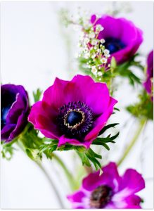 #2flowergirls Anemone