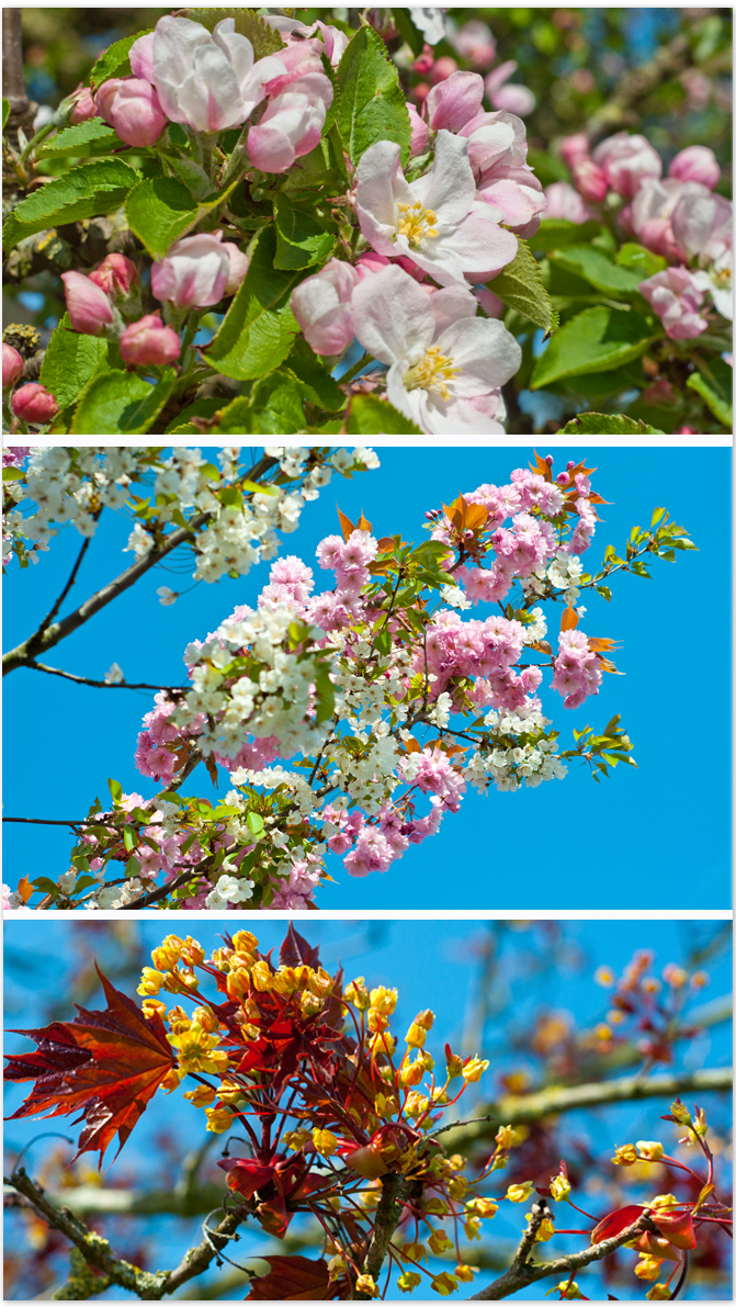 Apfelblüte, Ahornblüte und Kirschblüte