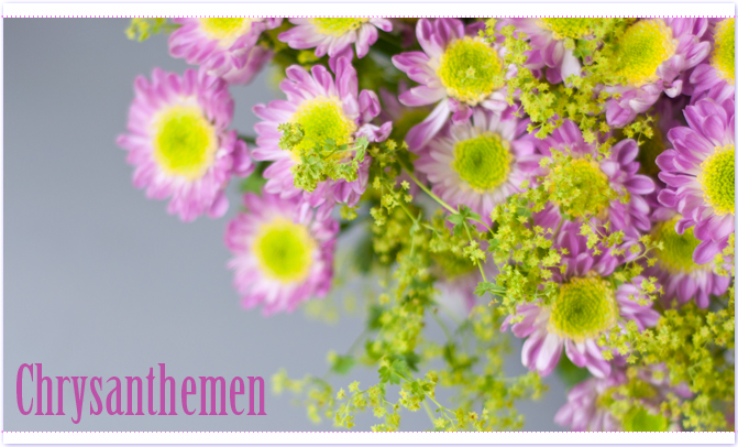 Chrysanthemen Toll was Blumen machen