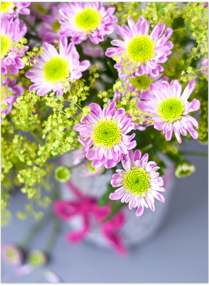 Chrysanthemen Toll was Blumen machen