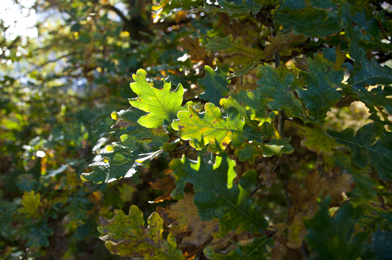 Herbstlicht Eiche