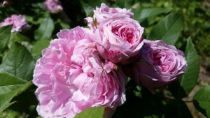 Rosen