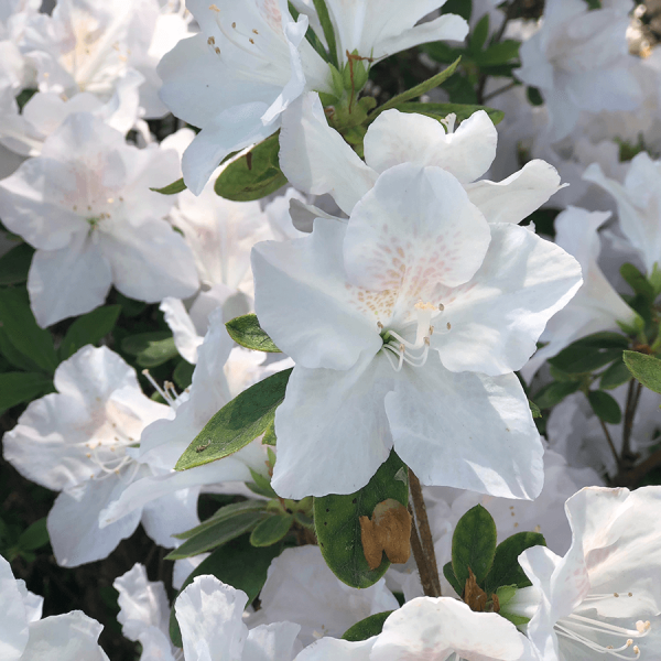 Fünf Fragen am Fünften im Mai Rhododentron