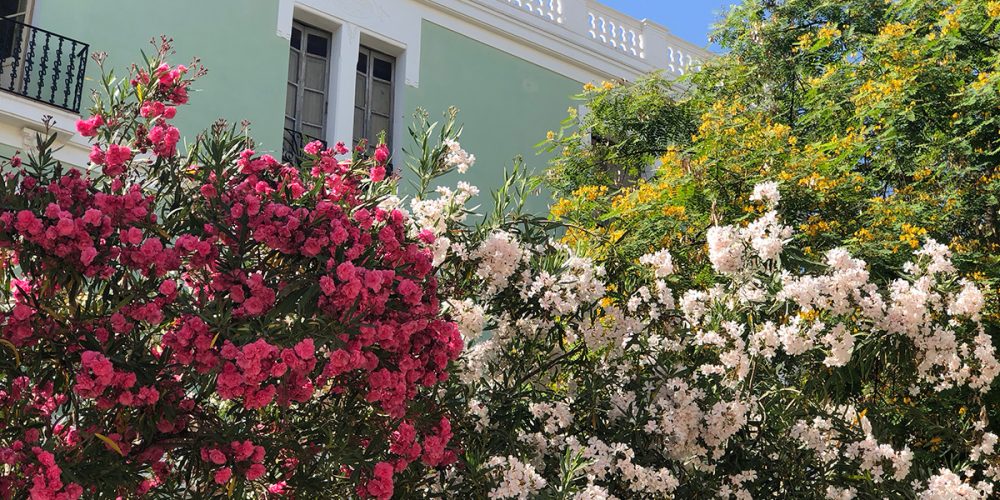 5 Fragen am Fünften - Ibiza Oleander