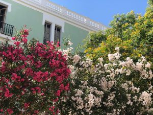 5 Fragen am Fünften - Ibiza Oleander