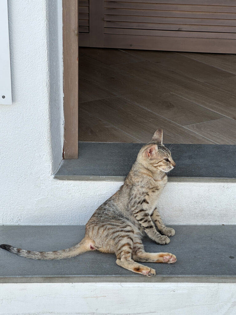 Rhodos Lindos Cats