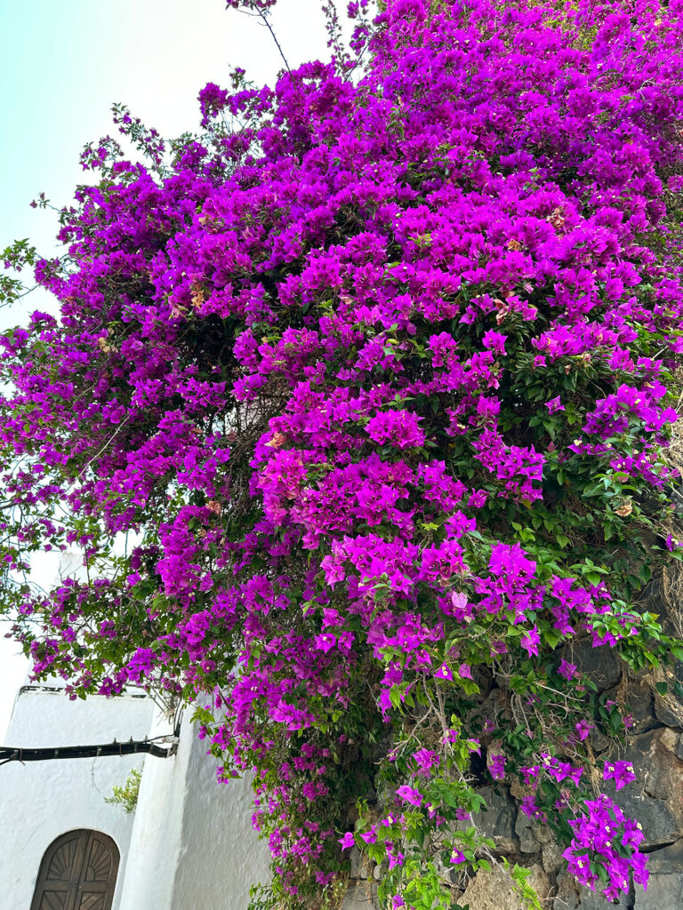 Rhodos Lindos Flowers